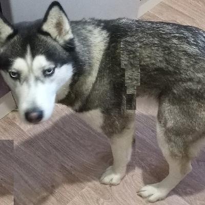Дмитрий Нечитайло