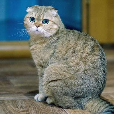 Андрей Ковбасюк
